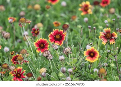 A vibrant Indian Blanket flower blooms in a lush meadow, its petals a striking contrast against the green grass. This wildflower is a symbol of spring and. Elements of this image furnished by NASA - Powered by Shutterstock