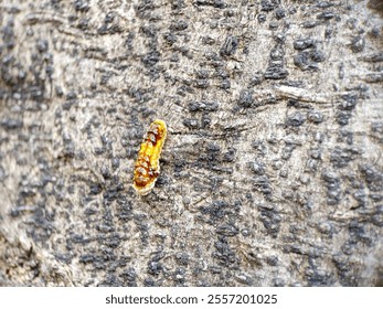 A vibrant insect resting on a textured tree bark, showcasing detailed patterns of nature and the rough surface of wood. Ideal for macro photography and nature themes. - Powered by Shutterstock