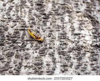 A vibrant insect resting on a textured tree bark, showcasing detailed patterns of nature and the rough surface of wood. Ideal for macro photography and nature themes. - Powered by Shutterstock