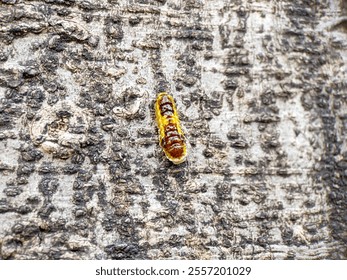 A vibrant insect resting on a textured tree bark, showcasing detailed patterns of nature and the rough surface of wood. Ideal for macro photography and nature themes. - Powered by Shutterstock