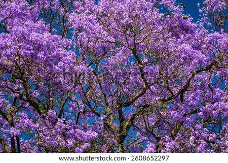 Vibrant Jacaranda Tree in Full Bloom with Purple Flowers Against a Deep Blue Sky