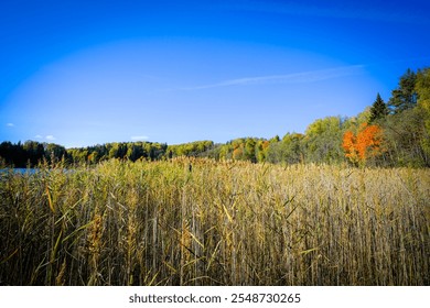 A vibrant landscape featuring golden reeds swaying under a clear blue sky, backed by a colorful autumn forest and distant lake. - Powered by Shutterstock