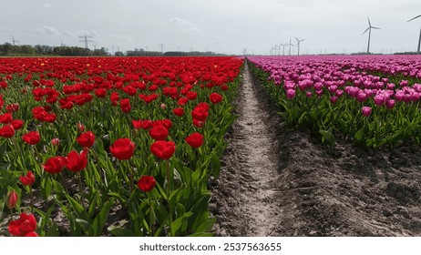 A vibrant landscape featuring rows of blooming tulips in red and pink colors, with a dirt path running through the fields. Wind turbines are visible in the background against a clear sky. - Powered by Shutterstock