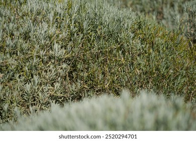 A vibrant landscape showcases dense green shrubs and plants under clear blue skies, capturing a sunny day full of life. The foliage displays various shades of green, creating a tranquil atmosphere. - Powered by Shutterstock