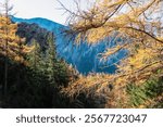 Vibrant larch tree in full autumn glory with backdrop of mountains of Hochschwab Alps. Needles are brilliant shade of yellow. Sense of peace, tranquility. Beauty of changing seasons Austrian Alps