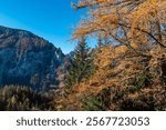 Vibrant larch tree in full autumn glory with backdrop of mountains of Hochschwab Alps. Needles are brilliant shade of yellow. Sense of peace, tranquility. Beauty of changing seasons Austrian Alps