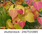 The vibrant leaves color of American Redbud Flame Thrower tree