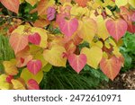 The vibrant leaves color of American Redbud Flame Thrower tree