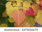 The vibrant leaves color of American Redbud Flame Thrower tree