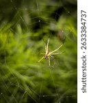 A vibrant Leucauge venusta orb-weaver spider meticulously crafts its dewy web, highlighted against a soft, green background. This captivating macro shot reveals nature