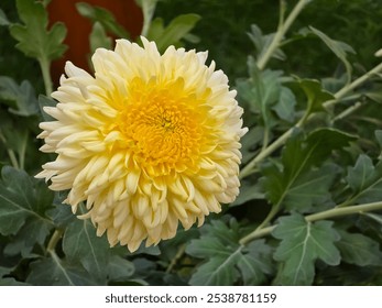 A vibrant light yellow chrysanthemum in full bloom, showcasing its intricate, layered petals. Lush green foliage provides a contrasting backdrop. Chrysanthemum x grandiflorum "Alec Bedser" - Powered by Shutterstock