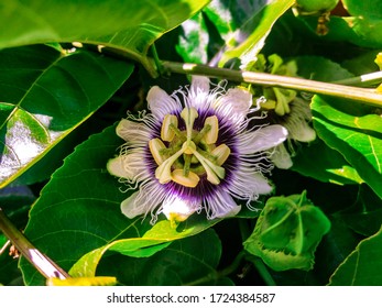 Vibrant Lilikoi Blossoms In Spring