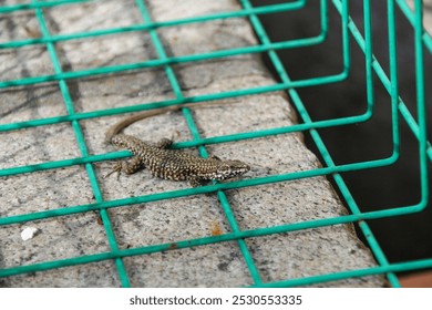 A vibrant lizard is elegantly perched on a green wire fence that frames the garden beautifully, adding life to the setting