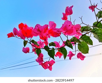 A vibrant low-angle shot capturing a cluster of brilliant magenta pink bougainvillea flowers blooming gracefully against a clear gradient blue sky bathed in soft sunlight. The delicate, paper-like bracts of the bougainvillea showcase vivid hues ranging from deep crimson-pink to neon magenta, contrasted beautifully against lush green leaves and slender brown branches extending upward into the open air. The bright, clear sky shifts smoothly from a soft pastel blue at the lower corner to a rich azure blue above, providing a clean, vibrant backdrop that emphasizes the striking color intensity of the tropical floral arrangement.