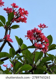 A vibrant low-angle view looking up at lush clusters of pink-red Plumeria rubra (frangipani or kamboja) blooms growing abundantly on dark, gnarled tropical tree branches. Multiple flower clusters are visible throughout the frame, each bearing numerous five-petaled blossoms in shades of deep rose, coral pink, and warm red with golden-yellow centers. Large, glossy dark green leaves frame the flowers throughout the composition, while a clean, clear blue sky serves as a smooth, uncluttered background. The image evokes the iconic tropical beauty of Bali, Hawaii, and Southeast Asian garden settings where plumeria is deeply associated with spirituality, ceremony, spa culture, and natural beauty.