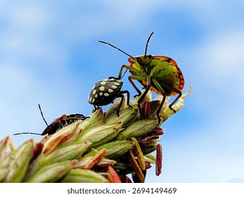 Vibrant macro capture of a tiny, black-spotted nymph , a larger, colorful shield bug nymph perched on a seed head against a bright blue sky. Insect life, nature details.