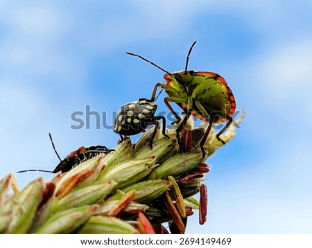 Vibrant macro capture of a tiny, black-spotted nymph , a larger, colorful shield bug nymph perched on a seed head against a bright blue sky. Insect life, nature details.