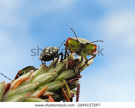 Vibrant macro capture of a tiny, black-spotted nymph , a larger, colorful shield bug nymph perched on a seed head against a bright blue sky. Insect life, nature details.