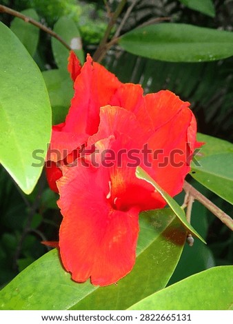 Vibrant macro image of a red garden balsam bloom (Impatiens balsamina, Family Balsaminaceae, Kingdom Plantae).