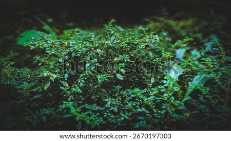 ​A vibrant macro shot of Marchantia polymorpha (common liverwort) with intricate textures and delicate gemma cups. Perfect for natural, botanical, and biology-related projects.
