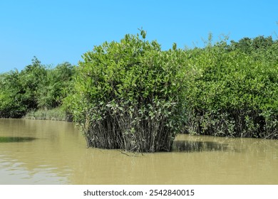 Vibrant mangrove trees flourish along the riverbank, their roots submerged in the murky water, surrounded by dense greenery under a sunny sky. - Powered by Shutterstock