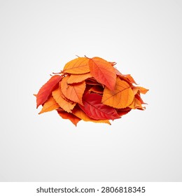Vibrant maple leaf with red and orange hues isolated on white