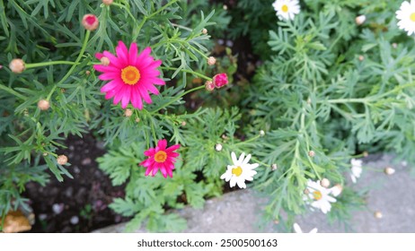 Vibrant Marguerite Daisies bloom in a sunlit garden, their white petals and golden centers radiate beauty. Perfect for spring-themed projects, nature lovers, and floral designs.  - Powered by Shutterstock