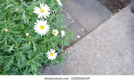 Vibrant Marguerite Daisies bloom in a sunlit garden, their white petals and golden centers radiate beauty. Perfect for spring-themed projects, nature lovers, and floral designs.  - Powered by Shutterstock