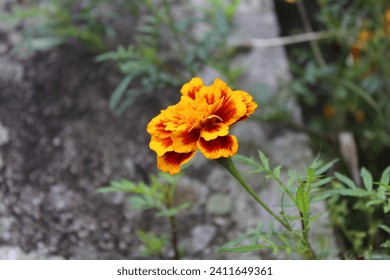 Vibrant marigold in full bloom, a splash of fiery orange and red against the soft garden backdrop.