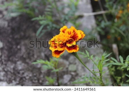 Vibrant marigold in full bloom, a splash of fiery orange and red against the soft garden backdrop.