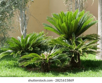 A vibrant medium shot featuring dense, fan-like palm fronds framing a multi-story beige resort building with balconies and tiled roof under a bright, clear sky during a warm summer afternoon.