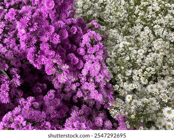 A vibrant mix of white and purple chrysanthemums in full bloom. Perfect for autumn-themed designs and floral backgrounds. Teksture, flower, plant. 

 - Powered by Shutterstock