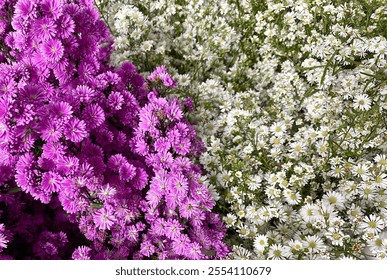 A vibrant mix of white and purple chrysanthemums in full bloom. Perfect for autumn-themed designs and floral backgrounds. Teksture, flower, plant. 

 - Powered by Shutterstock