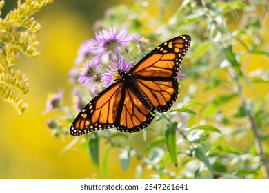 A vibrant monarch butterfly with striking orange and black wings perched on a blooming purple wildflower in a sunlit meadow surrounded by soft green and yellow hues. - Powered by Shutterstock