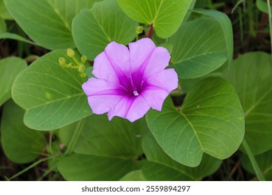 "Vibrant Morning Glory: A Close-Up of a Stunning Purple Flower Against Lush Green Foliage in Natural Light" - Powered by Shutterstock