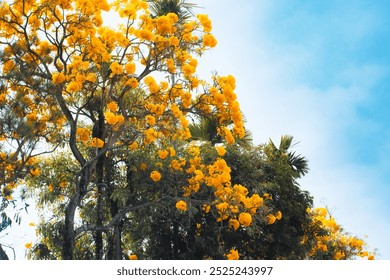 A vibrant morning scene with yellow Tabebuia aurea trees in full bloom, their bright blossoms creating a stunning and lively atmosphere - Powered by Shutterstock