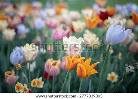 Vibrant multi-colored tulip field with shallow depth of field and focus on pastel blooms