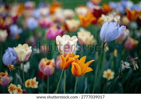 Vibrant multi-colored tulip field with shallow depth of field and focus on pastel blooms