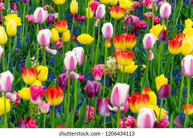 Vibrant multicolred close-up with a blooming tulips field-
