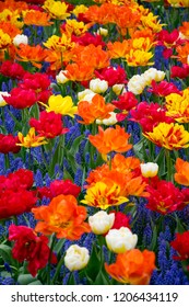 Vibrant multicolred close-up with a blooming tulips field-