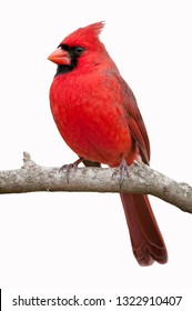 Vibrant Northern Cardinal Isolated On White Background