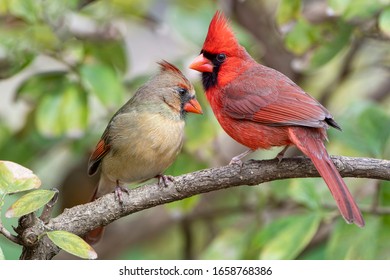 Vibrant Northern Cardinals Perched On Branch In Louisiana Winter
