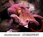 A vibrant octopus displaying its colorful tentacles in an underwater environment, showcasing marine life.