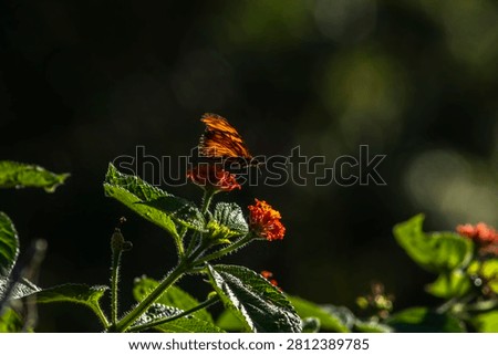 A vibrant orange and black Juno longwing butterfly (Dione juno) collecting nectar from a blooming orange cambara flower (Lantana camara) in the wild nature of Brazil, captured in a selective focus macro photography with a soft warm bokeh background.