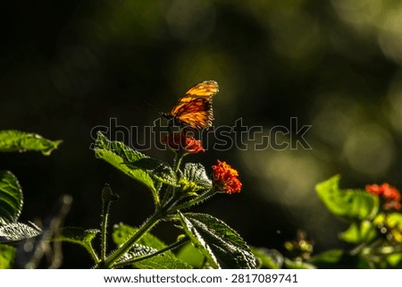 A vibrant orange and black Juno longwing butterfly (Dione juno) collecting nectar from a blooming orange cambara flower (Lantana camara) in the wild nature of Brazil, captured in a selective focus macro photography with a soft warm bokeh background.