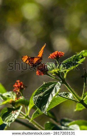 A vibrant orange and black Juno longwing butterfly (Dione juno) collecting nectar from a blooming orange cambara flower (Lantana camara) in the wild nature of Brazil, captured in a selective focus macro photography with a soft warm bokeh background.
