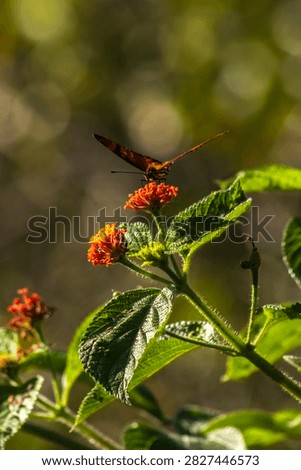 A vibrant orange and black Juno longwing butterfly (Dione juno) collecting nectar from a blooming orange cambara flower (Lantana camara) in the wild nature of Brazil, captured in a selective focus macro photography with a soft warm bokeh background.