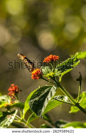 A vibrant orange and black Juno longwing butterfly (Dione juno) collecting nectar from a blooming orange cambara flower (Lantana camara) in the wild nature of Brazil, captured in a selective focus macro photography with a soft warm bokeh background.