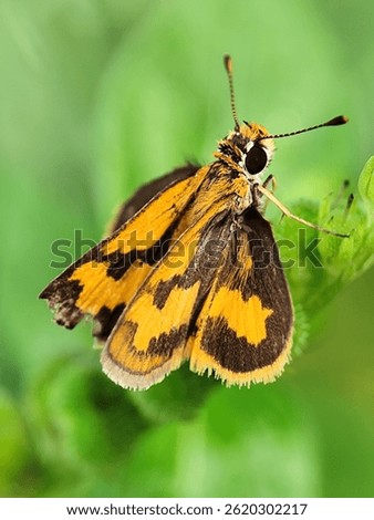 Vibrant orange and brown skipper butterfly (likely Potanthus sp.) perched on a green plant.