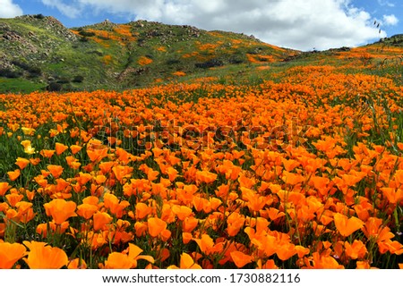 Vibrant orange california poppy flowers super bloom field in sunny Antelope Valley, California.
